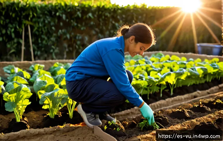 Rotación de cultivos en el huerto ecológico: cómo planificarla y cuándo invertir en mejorar el suelo 3 유기농 정원에서의 작물 순환 재배 방법 관련 이미지 1